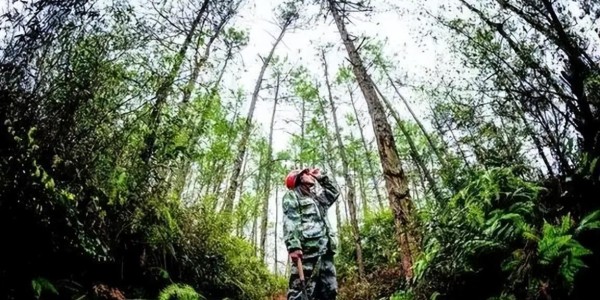 爱游戏体育-监守自盗！2021年，江苏一护林员2年多猎杀8只，清洗尸体时暴露