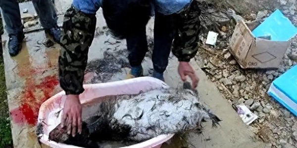爱游戏体育-监守自盗！2021年，江苏一护林员2年多猎杀8只，清洗尸体时暴露
